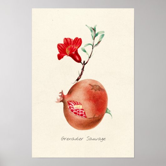 Vintage PomegranatIllustration Poster (Vorne)