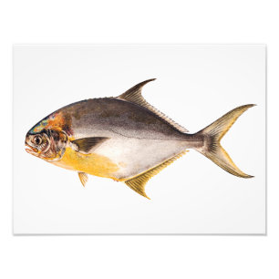 Vintage Pompano-Fisch - Vorlage für Spiel Fische l Fotodruck