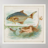 Vintage Pompano-FischIllustration Poster (Vorne)