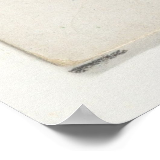 Vintage Pompano-FischIllustration Poster (Ecke)