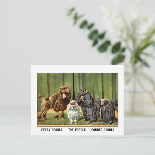 Vintage Poodles Postkarte (Stehend Vorderseite)