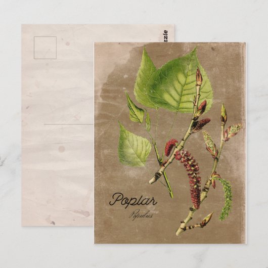 Vintage Poplar Tree Post Card Postkarte (Vorne/Hinten)