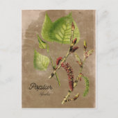 Vintage Poplar Tree Post Card Postkarte (Vorderseite)