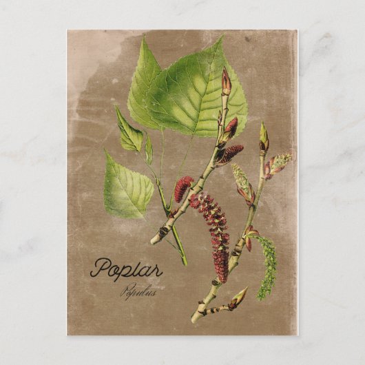 Vintage Poplar Tree Post Card Postkarte (Vorderseite)