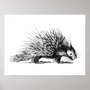 Vintage Porcupine-Illustration - Porcupine aus dem Poster