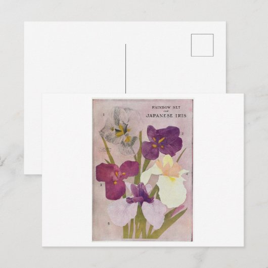 VINTAGE POSTCARD "JAPANESE IRIS" POSTKARTE (Vorne/Hinten)