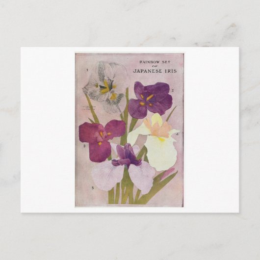 VINTAGE POSTCARD "JAPANESE IRIS" POSTKARTE (Vorderseite)