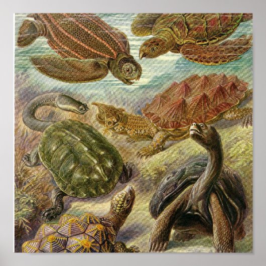 Vintage Poster (Vorne)