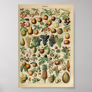 Vintage Poster Adolphe_Millot_fruits_pour_tous
