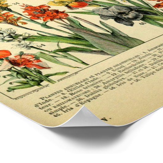 Vintage Poster Wilde Blume Buchseite (Ecke)