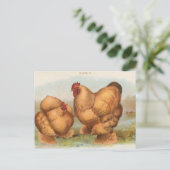 Vintage Postkarte "Buff Cochin Chickens" (Stehend Vorderseite)