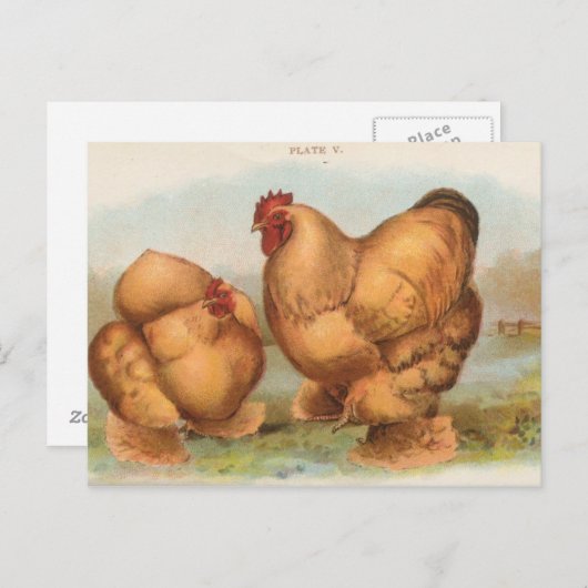 Vintage Postkarte "Buff Cochin Chickens" (Vorne/Hinten)