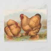 Vintage Postkarte "Buff Cochin Chickens" (Vorderseite)