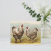 Vintage Postkarte "Dark Brahama Chickens" (Stehend Vorderseite)
