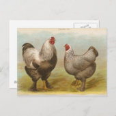 Vintage Postkarte "Dark Brahama Chickens" (Vorne/Hinten)