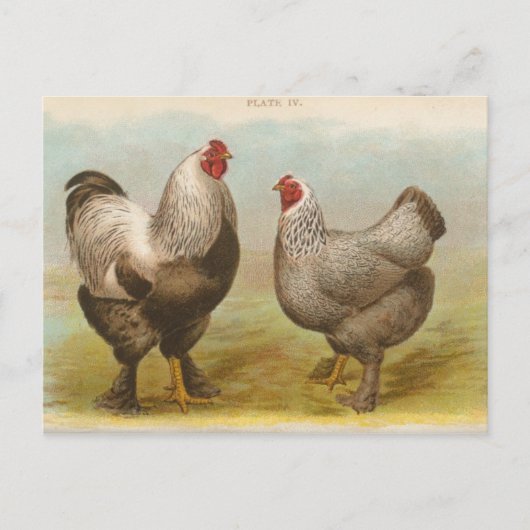 Vintage Postkarte "Dark Brahama Chickens" (Vorderseite)
