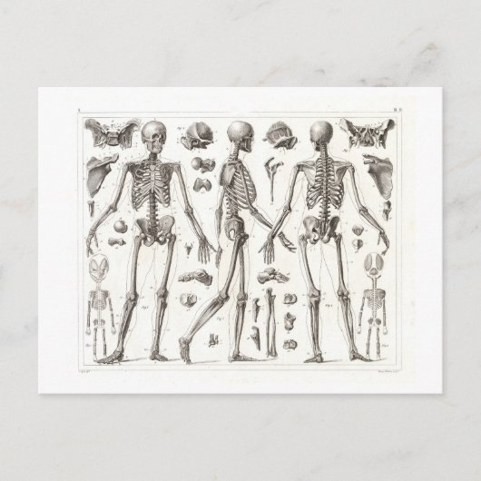 Vintage Postkarte des menschlichen Skeletts (Vorderseite)