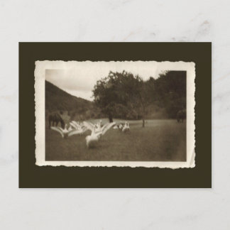 Vintage Postkarte - Gänse und Pferde