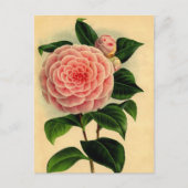 Vintage Postkarte Kamelien - Hübsch rosa (Vorderseite)