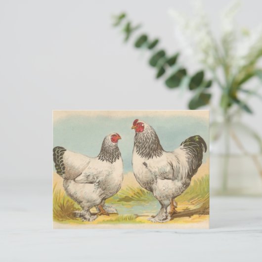 Vintage Postkarte "Light Brahama Chickens" (Stehend Vorderseite)