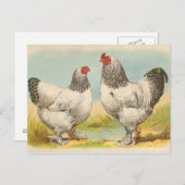 Vintage Postkarte "Light Brahama Chickens" (Vorne/Hinten)