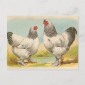 Vintage Postkarte "Light Brahama Chickens" (Vorderseite)