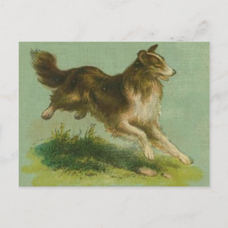 Vintage Postkarte mit laufendem Collie