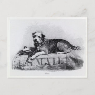 Vintage-Postkarte mit US-Post-Hund-Foto Postkarte