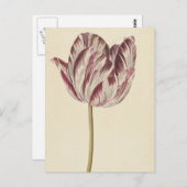 Vintage Postkarte mit weißer und roter Tulpe (Vorne/Hinten)