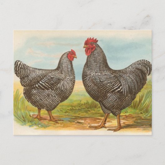 Vintage Postkarte "Plymouth Rock Chickens" (Vorderseite)