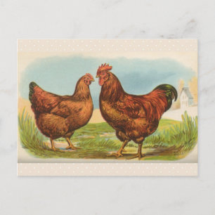 Vintage-Postkarte "Rhode Island Red Huhn" Postkarte