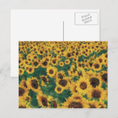 Vintage Postkarten für Sonnenblumen (Vorne/Hinten)