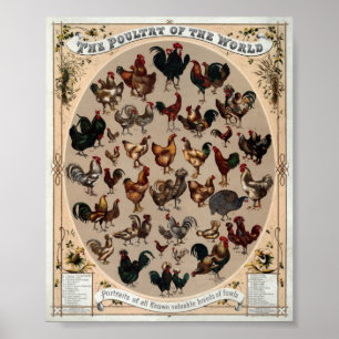 Vintage Poultry Of The World Print Poster