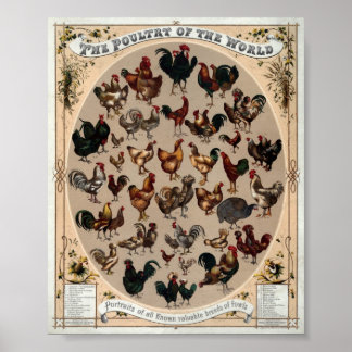 Vintage Poultry Of The World Print Poster