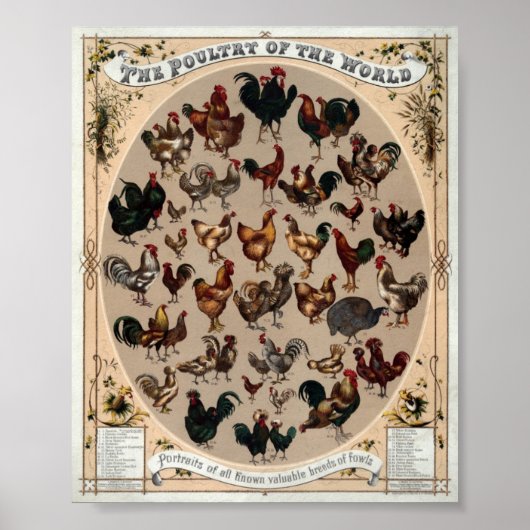 Vintage Poultry Of The World Print Poster (Vorne)