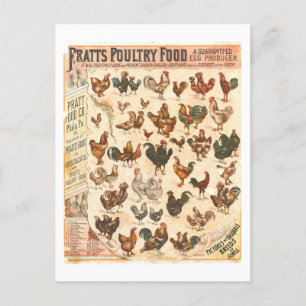 Vintage Pratt's Poultry Food Chicken Werbung Postkarte