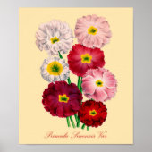 Vintage Primrose Poster (Vorne)