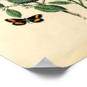 Vintage Printwerbung - Lepidoptera - Motten & Schm Poster (Ecke)