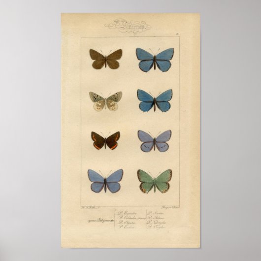 Vintage Printwerbung - Polyommatus - Moths & Butte Poster (Vorne)