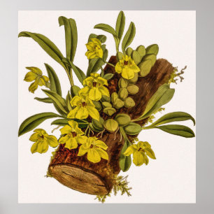 Vintage Promenämie Stapelioides Orchid Blume Poster