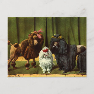 Vintage Pudel Hunde Postkarte