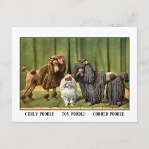 Vintage-Pudel Postkarte