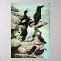 Vintage Puffins und Wasservögel von Louis Futes