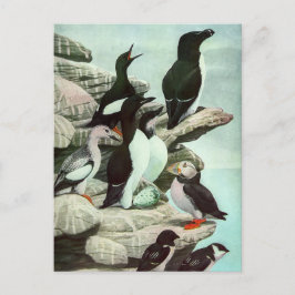 Vintage Puffins und Wasservögel von Louis Futes Postkarte