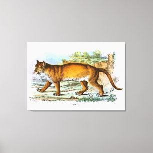 Vintage Puma-Tierdarstellung Leinwanddruck