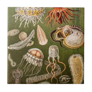 Vintage Qualle Antike Qualle Illustration Fliese