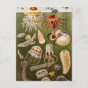 Vintage-Qualle Antike Qualle Illustration Postkarte