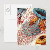 Vintage Qualle Postkarte (Vorne/Hinten)