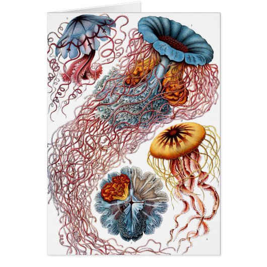 Vintage Qualle von Ernst Haeckel, Discomedusae (Vorne)
