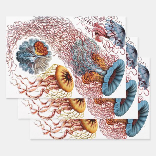 Vintage Qualle von Ernst Haeckel, Discomedusae Geschenkpapier Set (Set)